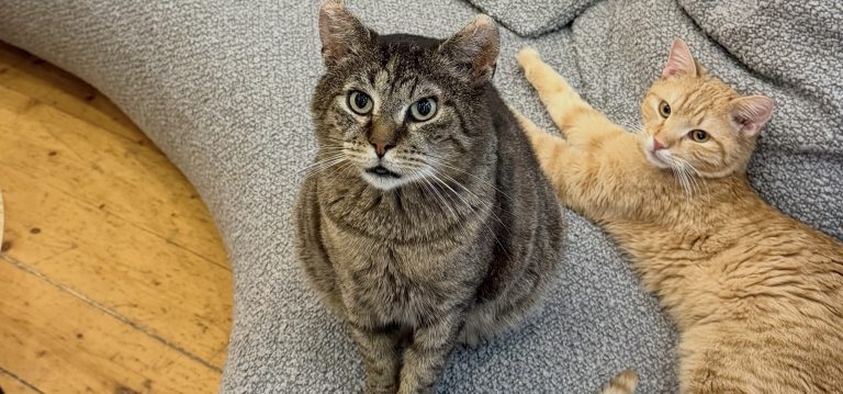 Cat Cafe Budapesten – igyál egy kávét a mentett cicáink mellett!