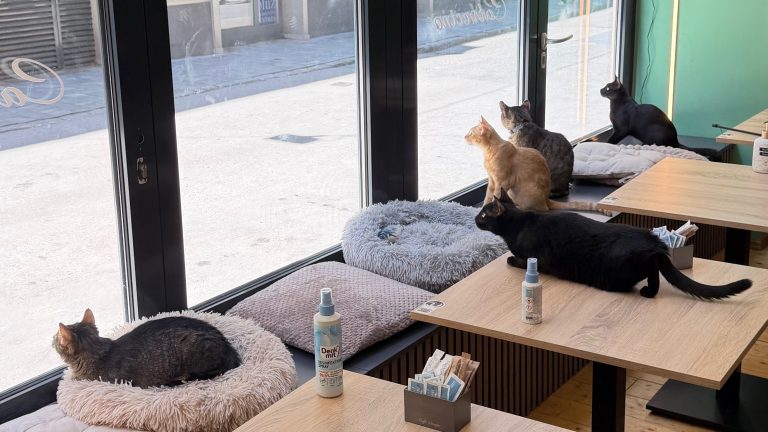 Egy nap egy budapesti macskás kávézóban – ilyen az élet a Catuccino Cafe cicáival