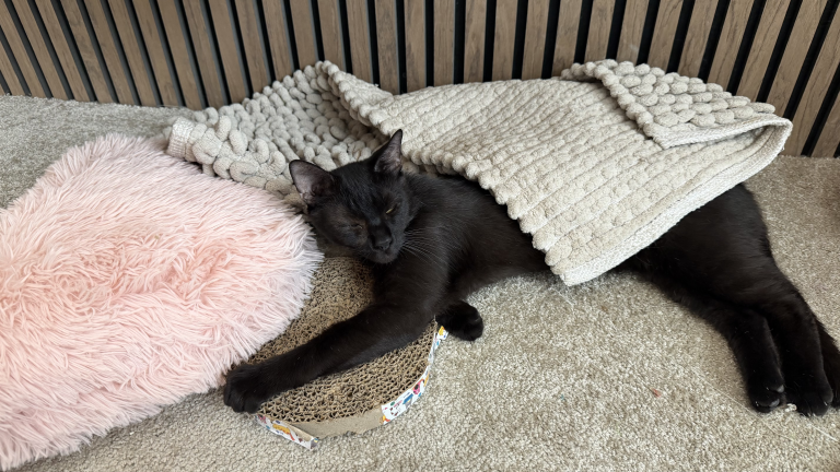 🐾 SEGÍTSÜNK NEGRÓNAK! 🐾